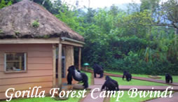 Gorilla Forest Camp
